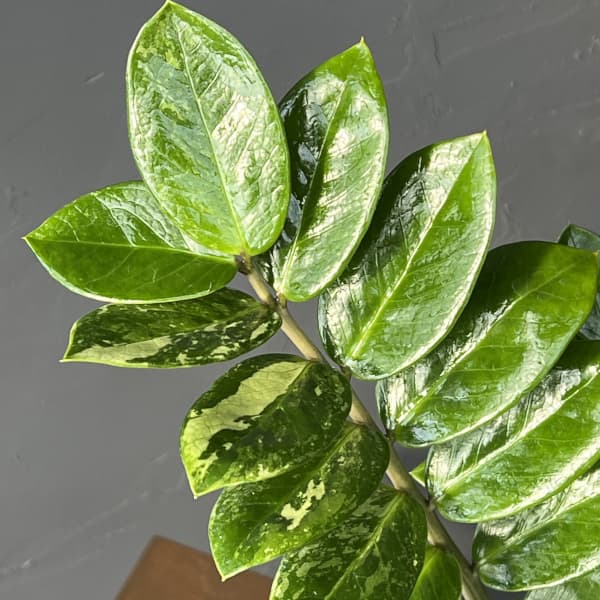 観葉植物 ザミオクルカス ザミーフォリア（斑入り） 4号26-05 : 園芸