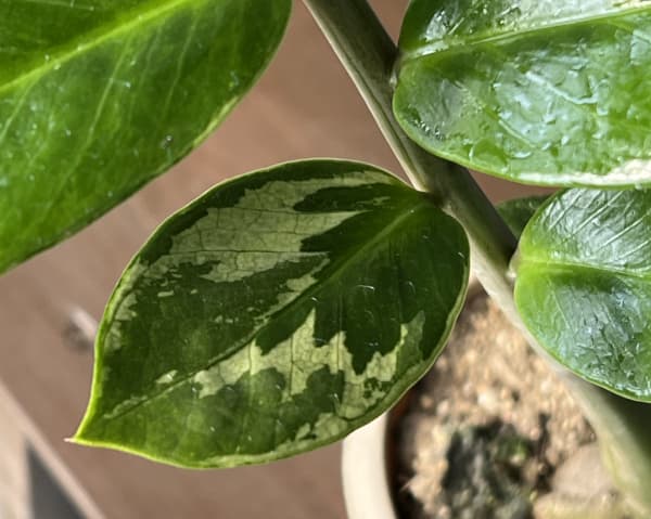 観葉植物 ザミオクルカス ザミーフォリア（斑入り） 4号26-05 : 園芸