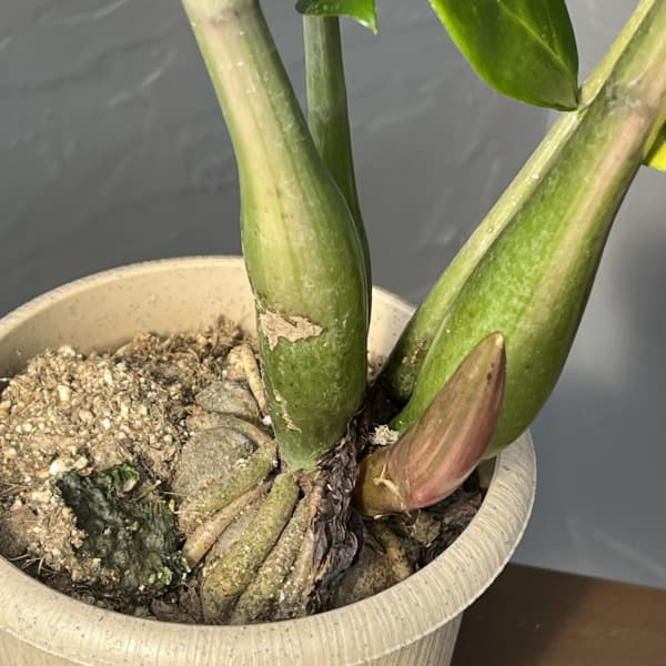 観葉植物 ザミオクルカス ザミーフォリア（斑入り） 4号26-05 : 園芸