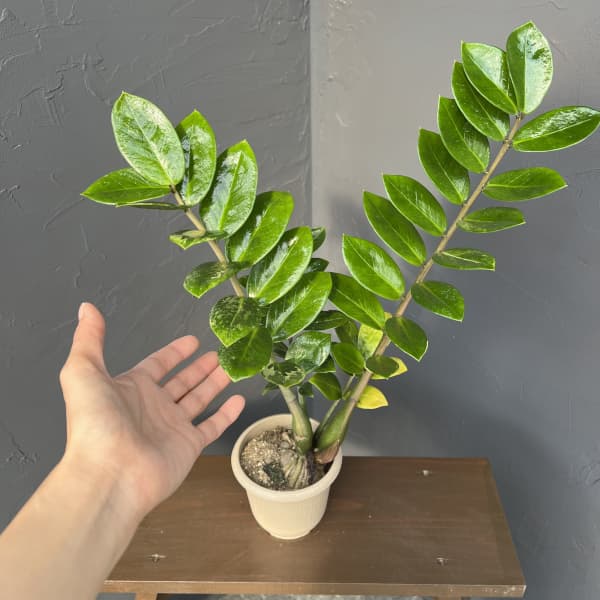 観葉植物 ザミオクルカス ザミーフォリア（斑入り） 4号26-05 : 園芸