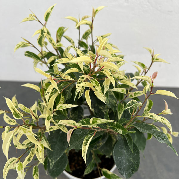 観葉植物 フィカス ベンジャミン ソルト＆ペッパー 4.5号鉢植え : 園芸