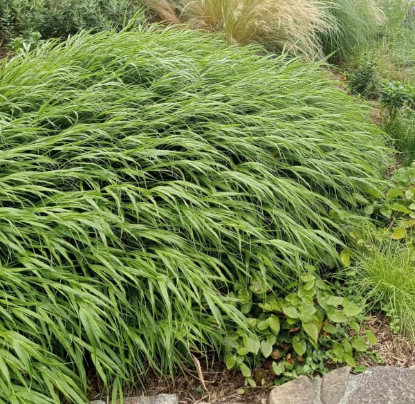 山野草の苗 フウチソウ 青風知草(アオフウチソ...の詳細画像5