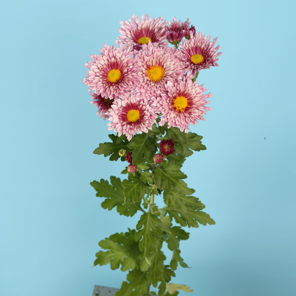 スプレー菊（花の苗）｜苗 | 花、ガーデニング の商品一覧 通販