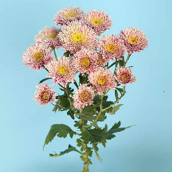 スプレー菊（花の苗）｜苗 | 花、ガーデニング の商品一覧 通販