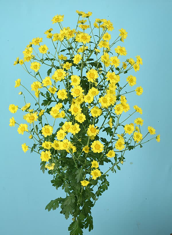草花の苗 サマーセール 秋咲ロイヤルスプレー菊...の詳細画像2