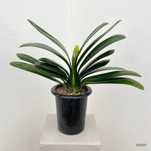 君子蘭のおすすめ人気商品一覧 通販 - Yahoo!ショッピング