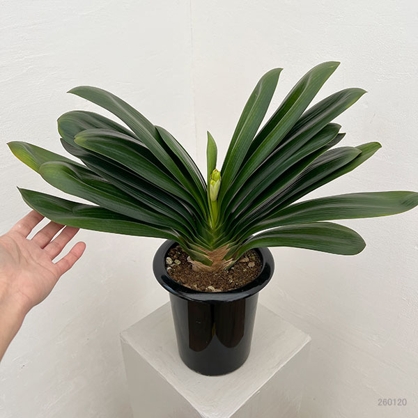 南アフリカ（花、ガーデニング）のおすすめ人気商品一覧 通販 - Yahoo