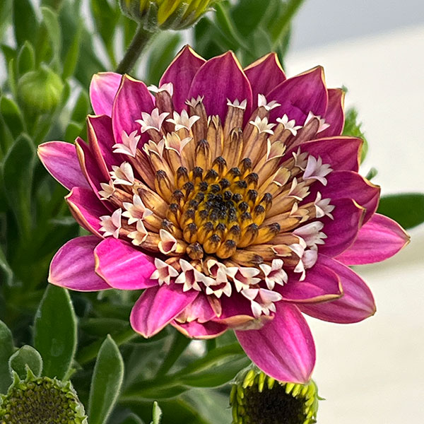 草花の苗 オステオスペルマム（ダブル） 3Dピンクバイカラー3.5号