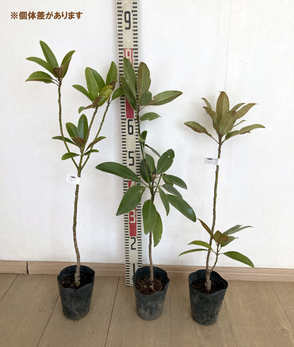 花木 庭木の苗 タイサンボク ベイビードール4号ポット |  | 02