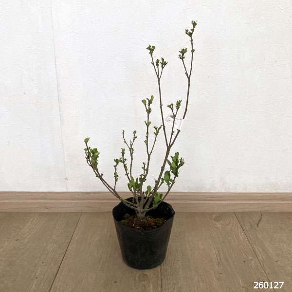 花木 庭木の苗 クチナシ 一寸法師（イッスンボウシ）4号ポット : 園芸
