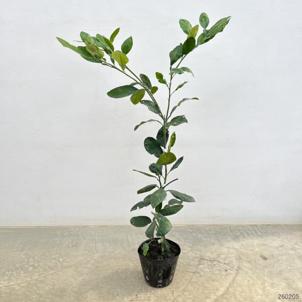 ポメロ（果樹の苗、苗木）｜苗木、植木 | 花、ガーデニング のおすすめ