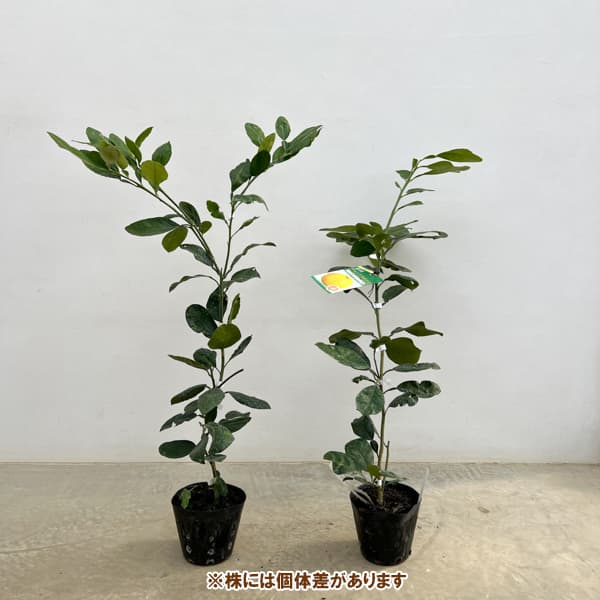 ポメロ（果樹の苗、苗木）｜苗木、植木 | 花、ガーデニング のおすすめ