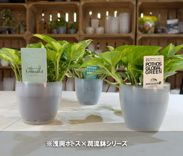 3号用鉢カバー 浅岡園芸オリジナル 半透明鉢カ...の詳細画像4
