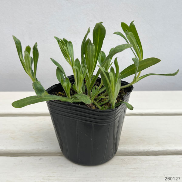 草花の苗 キングフィッシャー デージー 3-3.5号ポット（村岡オーガニックさん自家採種株） 6株セット |  | 01