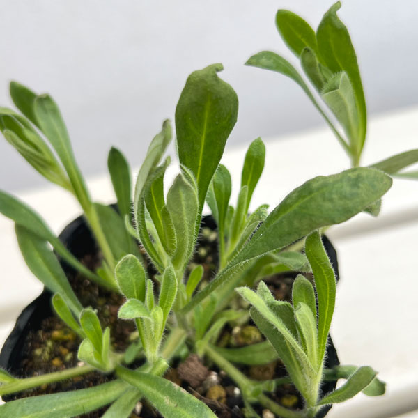 草花の苗 キングフィッシャー デージー 3-3.5号ポット（村岡オーガニックさん自家採種株） 6株セット |  | 02