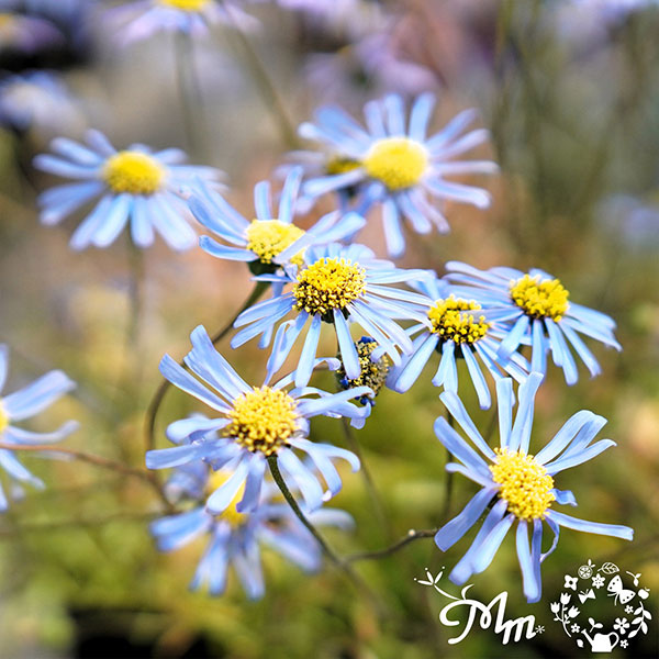 草花の苗 キングフィッシャー デージー 3-3.5号ポット（村岡オーガニックさん自家採種株） 6株セット |  | 04