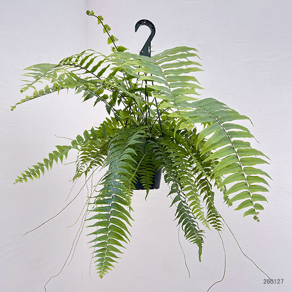 園芸ネット - シダ類｜Yahoo!ショッピング