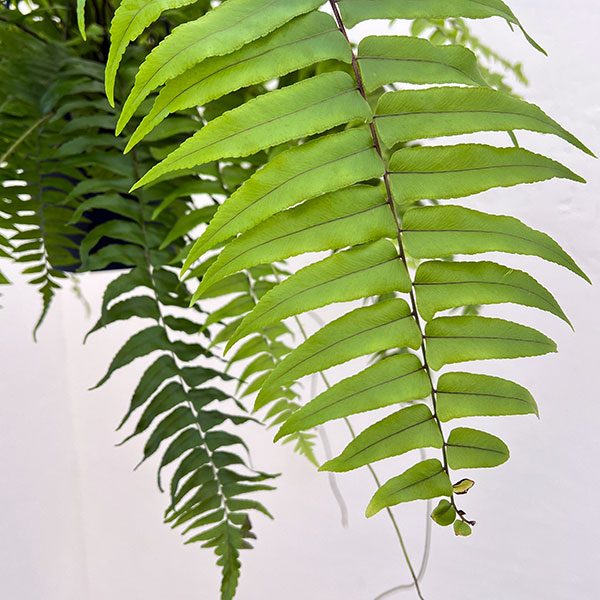 園芸ネット - シダ類｜Yahoo!ショッピング