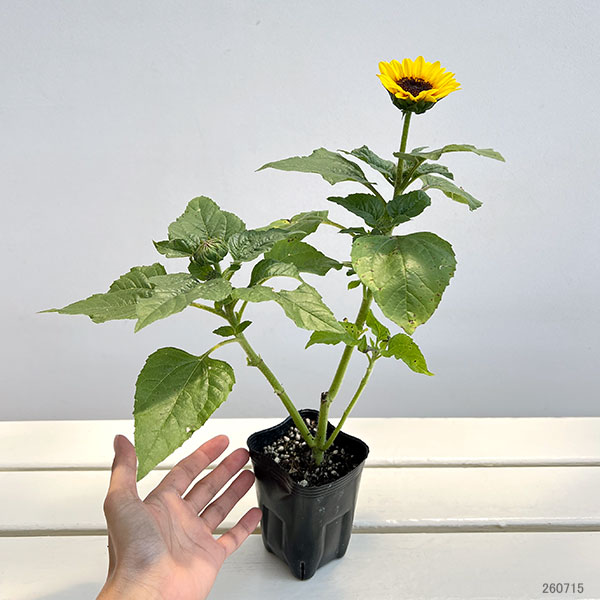 宿根ひまわり（花、ガーデニング）の商品一覧 通販 - Yahoo!ショッピング