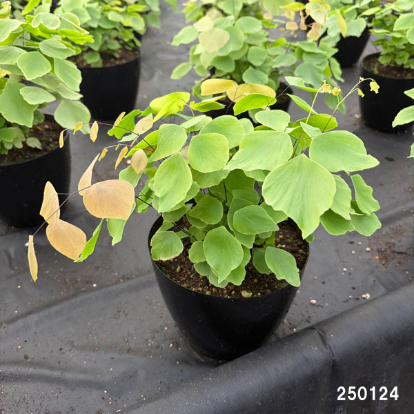 観葉植物 アジアンタム ペルビアナム 5号鉢植えの詳細画像1