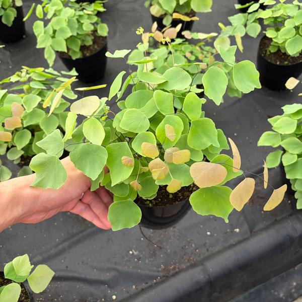 観葉植物 アジアンタム ペルビアナム 5号鉢植えの詳細画像2