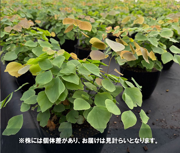 観葉植物 アジアンタム ペルビアナム 5号鉢植えの詳細画像3