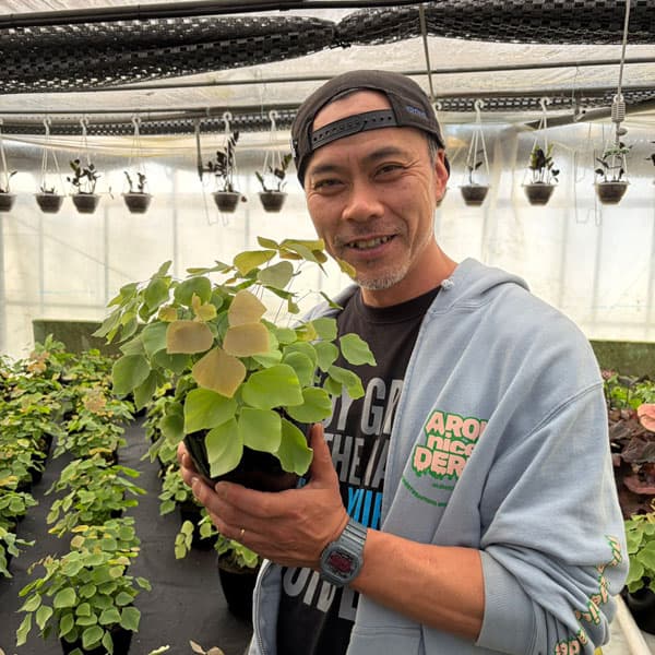 観葉植物 アジアンタム ペルビアナム 5号鉢植えの詳細画像4