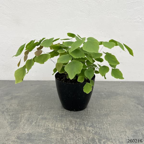 観葉植物 アジアンタム ペルビアナム 5号鉢植えの詳細画像5