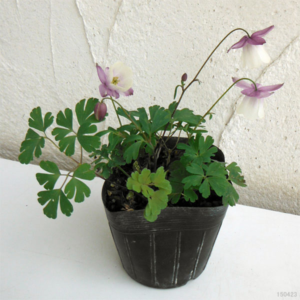 草花の苗 サマーセール 風鈴オダマキ(フウリン...の詳細画像5