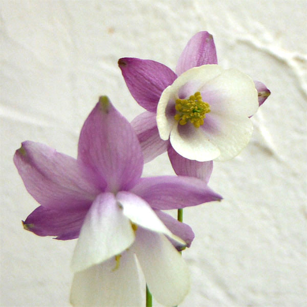 草花の苗 サマーセール 風鈴オダマキ(フウリン...の詳細画像2