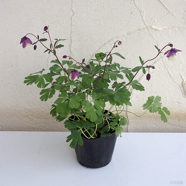 草花の苗 サマーセール 風鈴オダマキ(フウリン...の詳細画像1