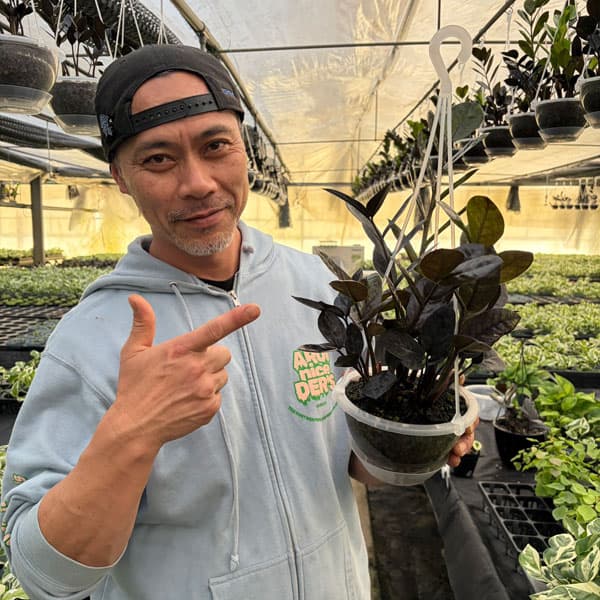 ザミオクルカス（観葉植物） | 花、ガーデニング のおすすめ人気商品