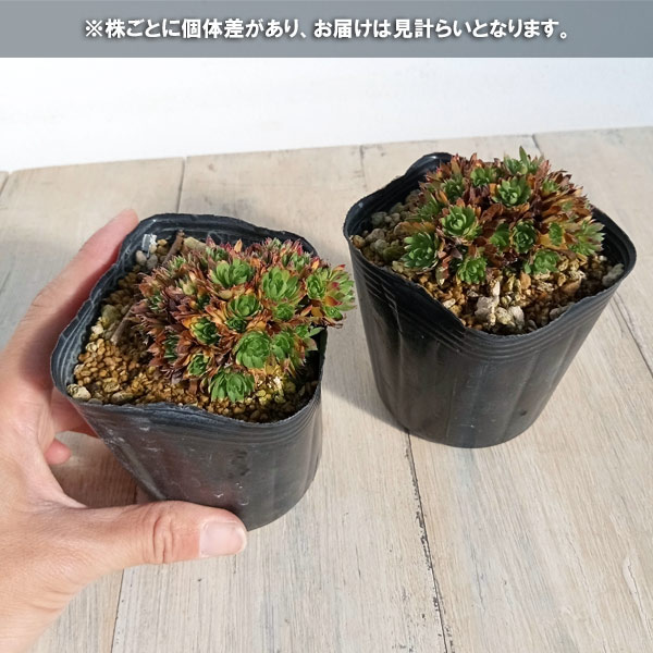 山野草の苗 シコタンソウ(色丹草)3号ポットの詳細画像3