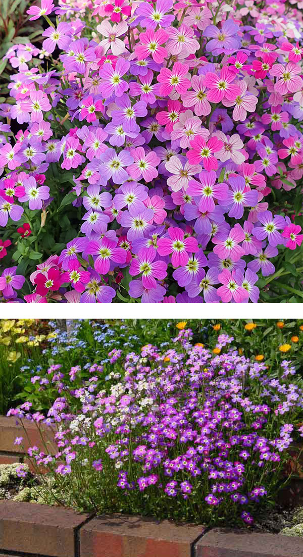 草花の苗 (わけあり特価)バージニアストック(...の詳細画像2