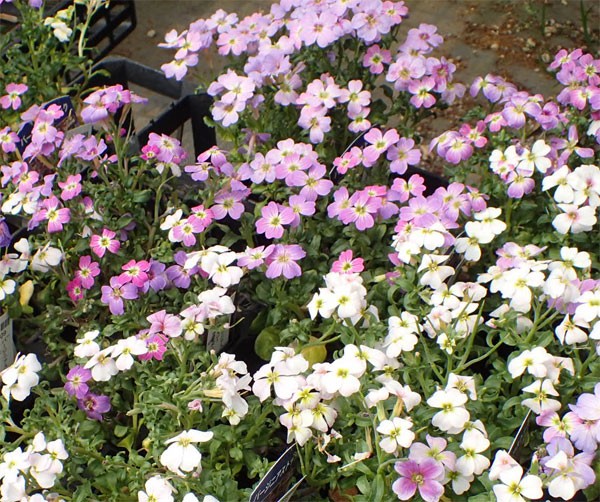 草花の苗 (わけあり特価)バージニアストック(...の詳細画像5