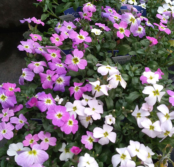 草花の苗 (わけあり特価)バージニアストック(...の詳細画像1
