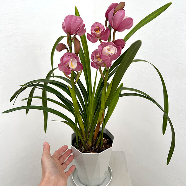 シンビジウム 鉢のおすすめ人気商品一覧 通販 - Yahoo!ショッピング