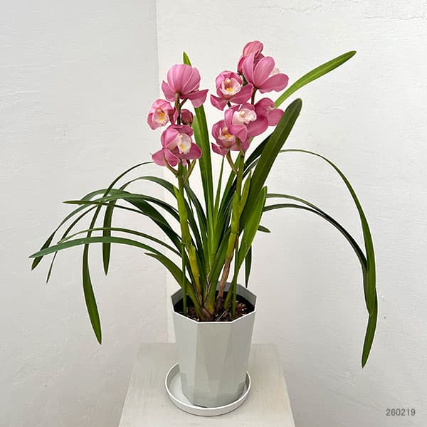 シンビジウム 鉢のおすすめ人気商品一覧 通販 - Yahoo!ショッピング