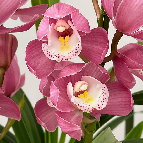 シンビジウム 鉢のおすすめ人気商品一覧 通販 - Yahoo!ショッピング