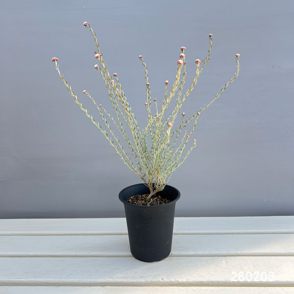 花木 庭木の苗 ディクラスティリス グラビフロ...の詳細画像1