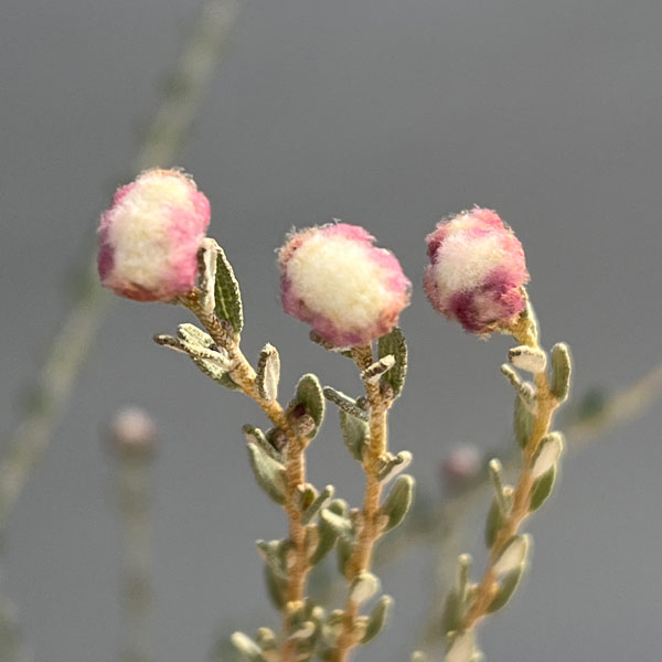 花木 庭木の苗 ディクラスティリス グラビフロ...の詳細画像2