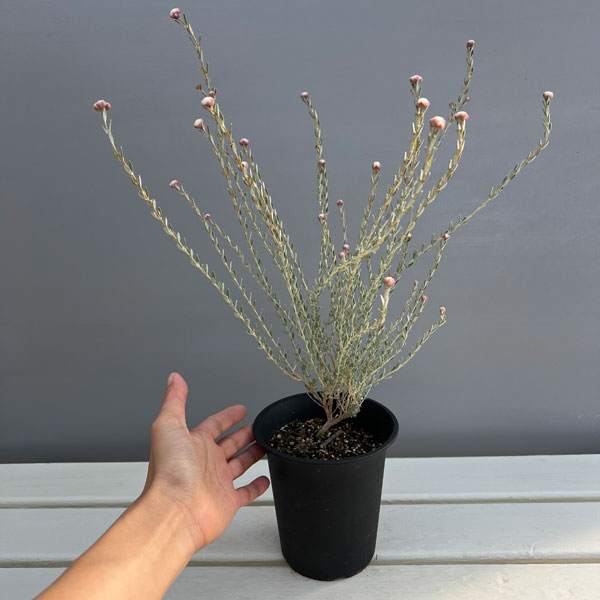 花木 庭木の苗 ディクラスティリス グラビフロ...の詳細画像3