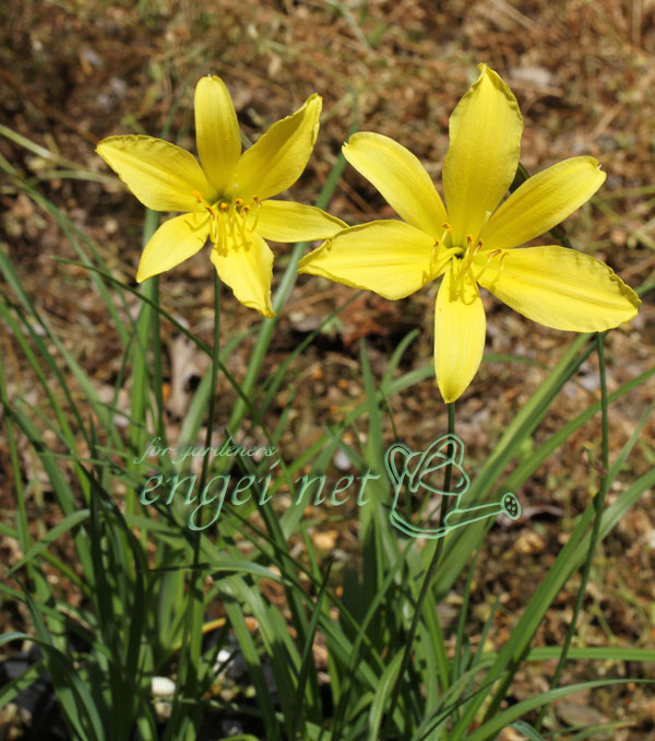 山野草の苗 韓国細葉キスゲ(黄萓)3号ポットの詳細画像3