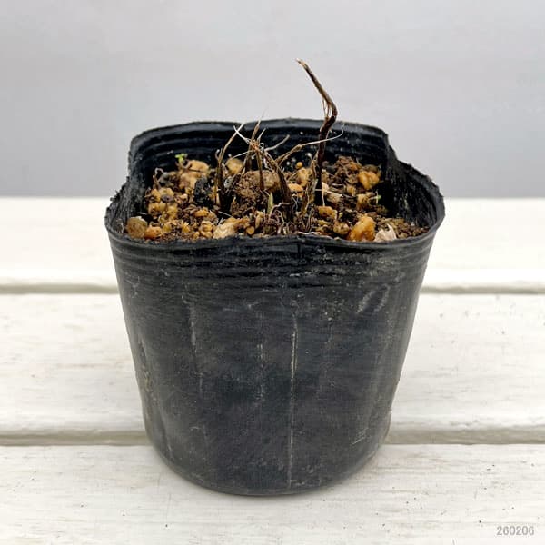 山野草の苗 韓国細葉キスゲ(黄萓)3号ポットの詳細画像1