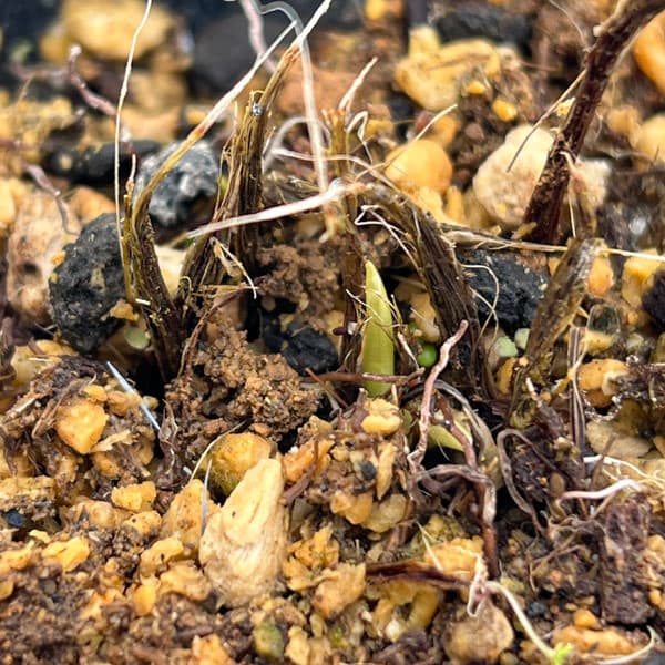 山野草の苗 韓国細葉キスゲ(黄萓)3号ポットの詳細画像2