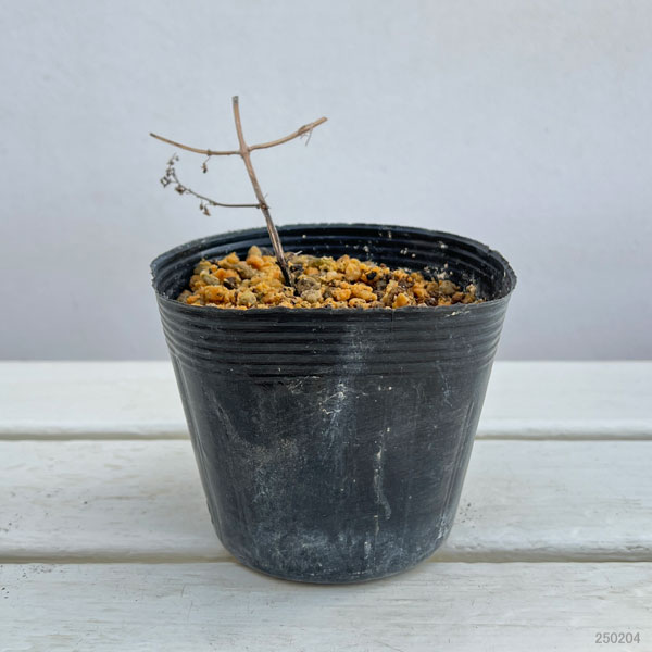 山野草の苗 ヤマハッカ(山薄荷) 斑入り3号ポットの詳細画像1