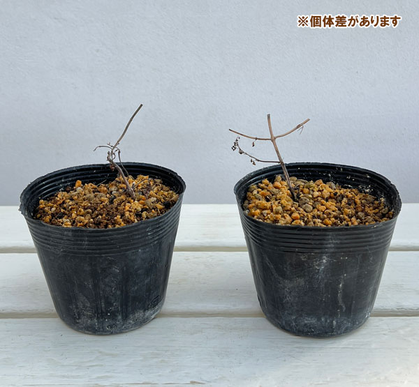 山野草の苗 ヤマハッカ(山薄荷) 斑入り3号ポットの詳細画像2