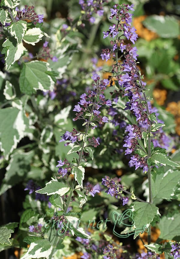 山野草の苗 ヤマハッカ(山薄荷) 斑入り3号ポットの詳細画像3