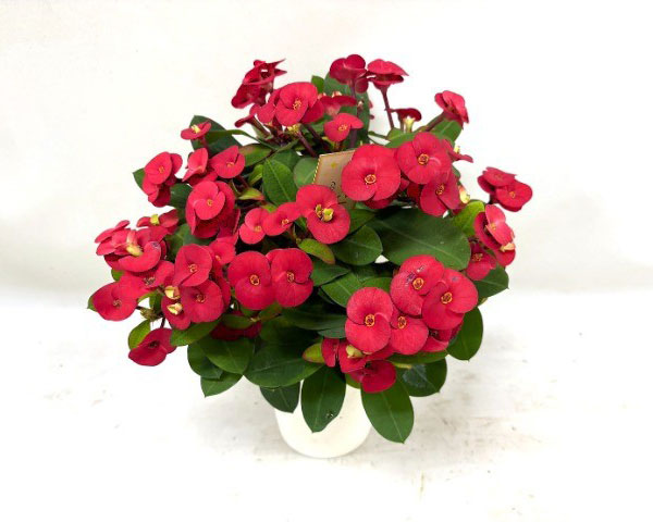 ハナキリン（花、ガーデニング）のおすすめ人気商品一覧 通販 - Yahoo