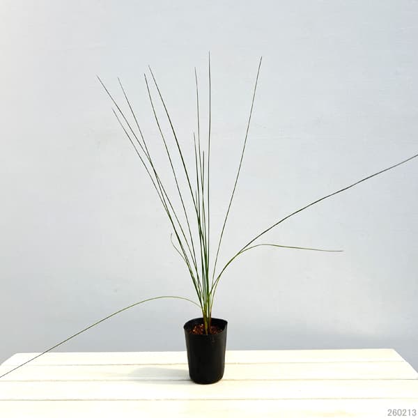 観葉植物 グラスツリー ブルーノニス（クサントロエア）3号ポット